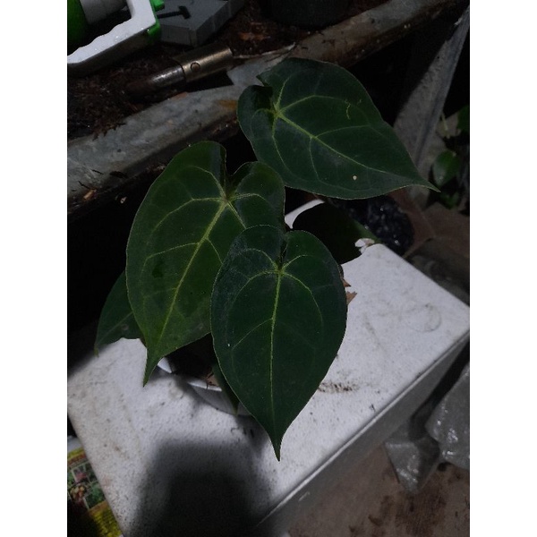 anthurium forgetii x