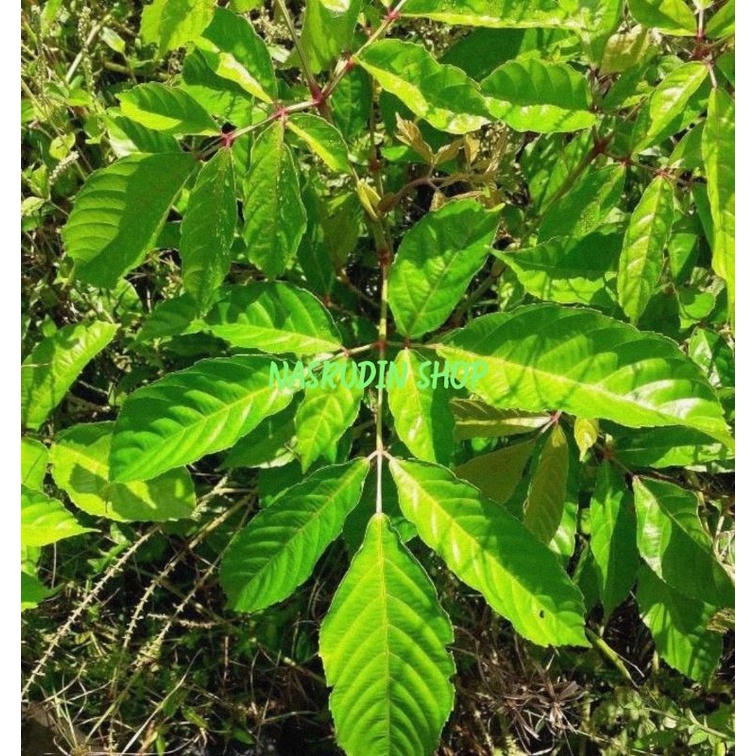 

[Fresh] BIBIT DAUN PALI PALI PERPOHON BIBIT DAUN SULANGKAR TEBAL TANPA BULU BUKAN BIBIT DAUN GIRANG