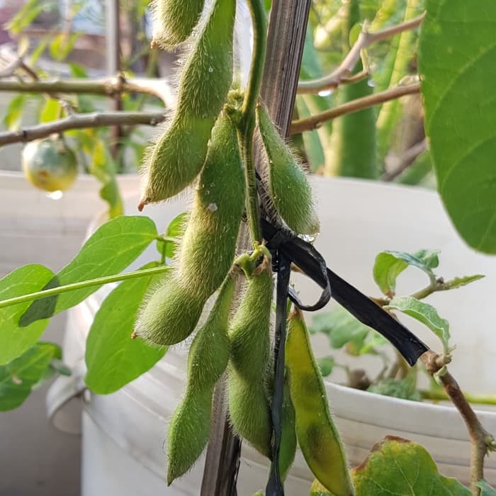 Benih Bibit Edamame Kacang Kedelai Jepang