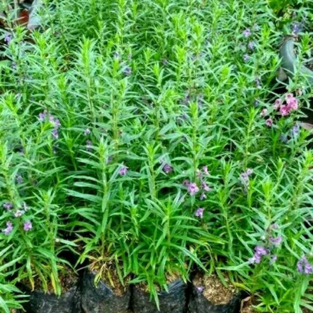 Pohon bunga lavender - Tanaman lavender pengusir nyamuk