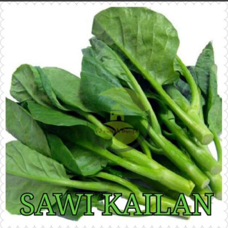 benih bibit sayuran kailan