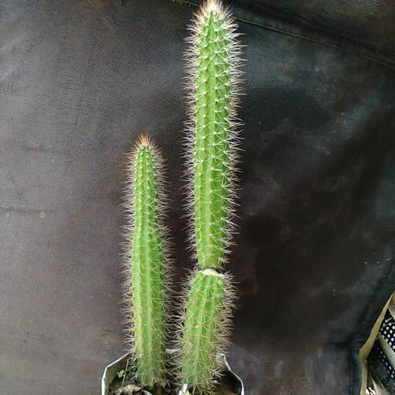 kaktus ekor tupai hijau