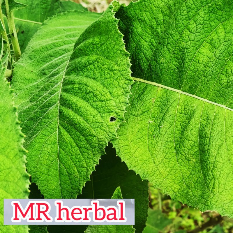 

Jual daun sembung segar order baru petik per 500 gram