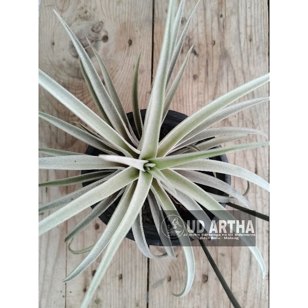 Tanaman Hias Tillandsia Harrisii - Good Quality - Airplant - tanaman hias gantung unik