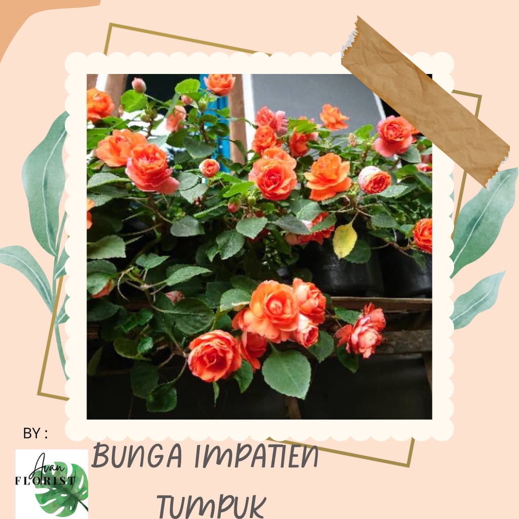 Tanaman Bunga Impatiens Tumpuk Orange Tanaman Hias Bunga Pacar Air Tanaman Bunga Mawar Double
