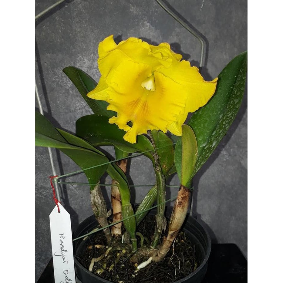 Cattleya Blc Haadyai delight