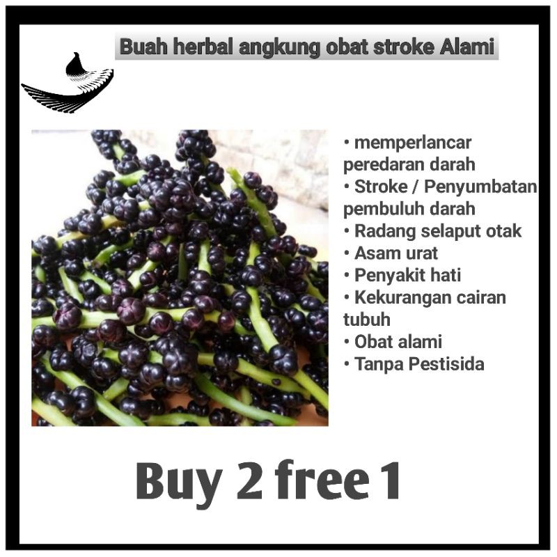 obat herbal alami buah angkung obat stroke 150butir++