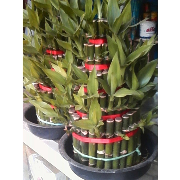 bambu hoki | bambu air