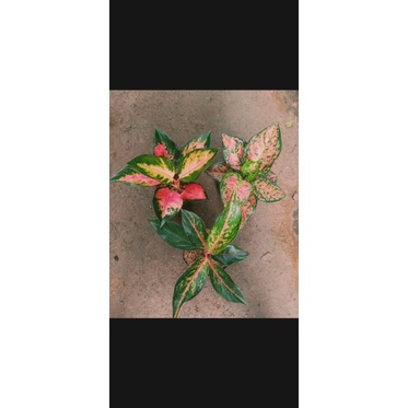 paket murah Aglonema murah meriah