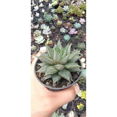 grapto porposorum mutasi