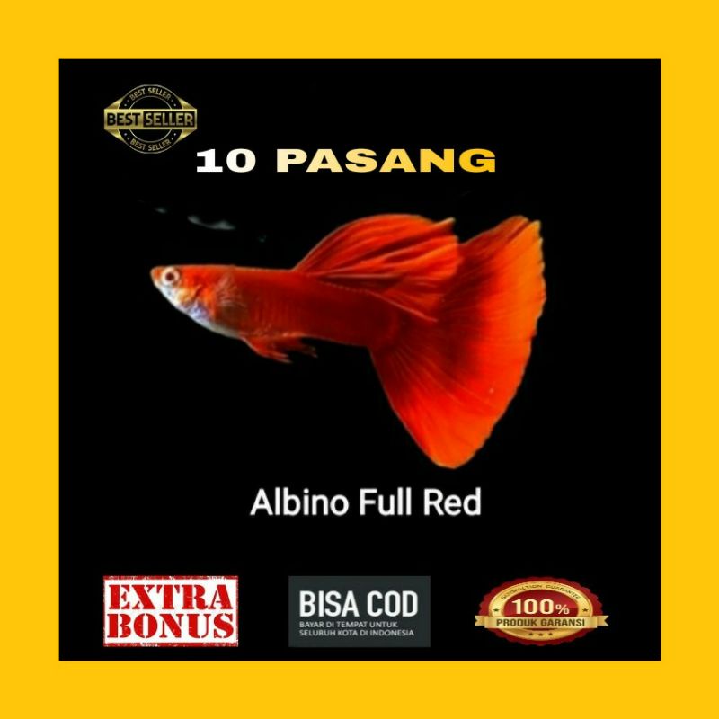 Paket Hemat  Paket ternak/10 Pasang/Ikan guppy hias/Albino Full Red/AFR/hiasan akuarium