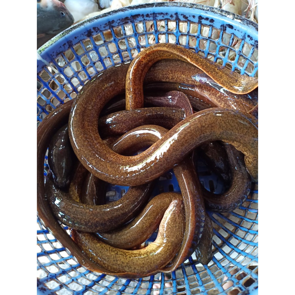 

Belut