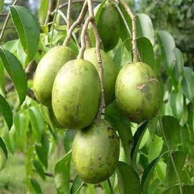 Bibit Tanaman Buah Kedongdong/Pohon Buah Kedongdong