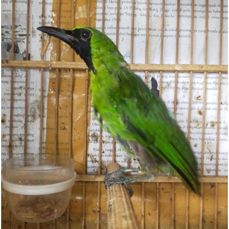 CUCAK IJO  BAHAN DAN MAPAN JANTAN GREAD A