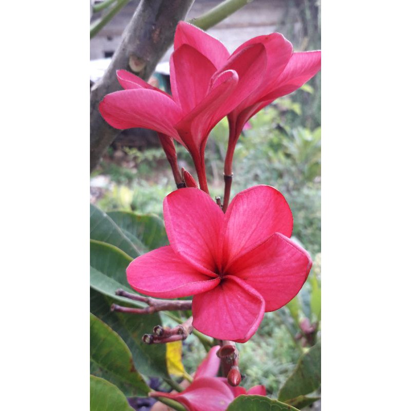 Bibit Tanaman Hias Kamboja Bali Bunga Merah - Pohon Kamboja Bali Bunga Merah Panta - Bunga Kamboja
