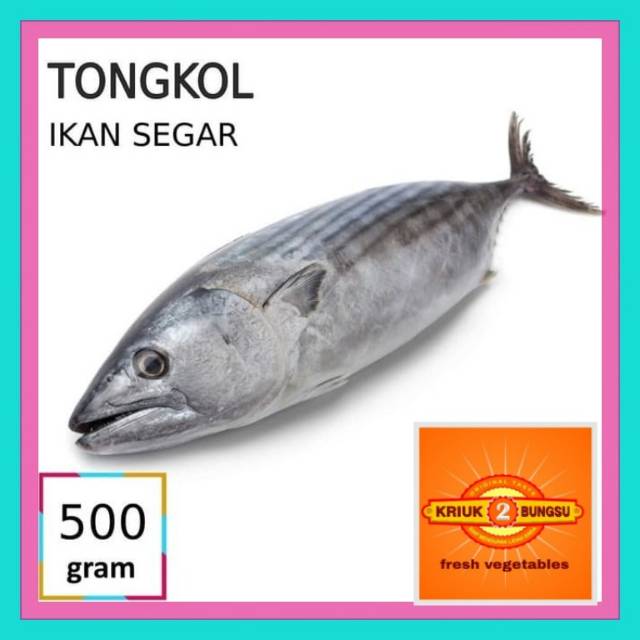 

Ikan tongkol