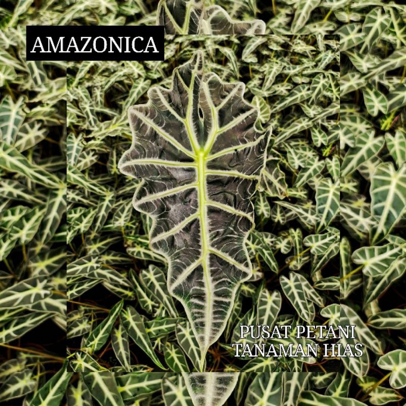 Bibit umbi alocasia Amazonica bonggol