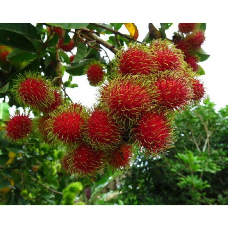 rambutan binjai [Bibit Berkualitas Unggul]