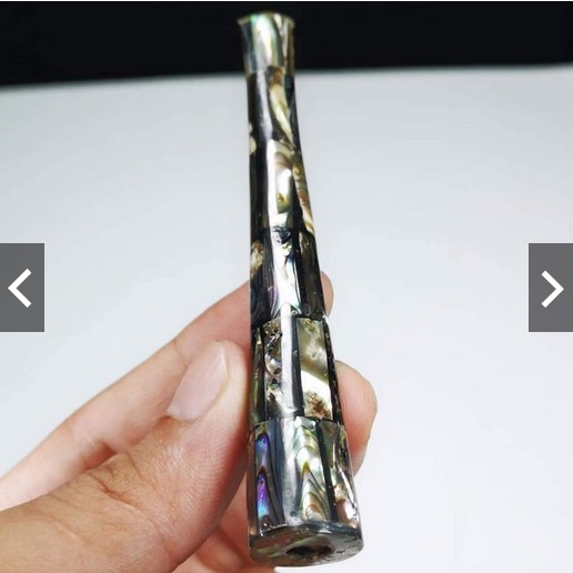 once kerang laut asli