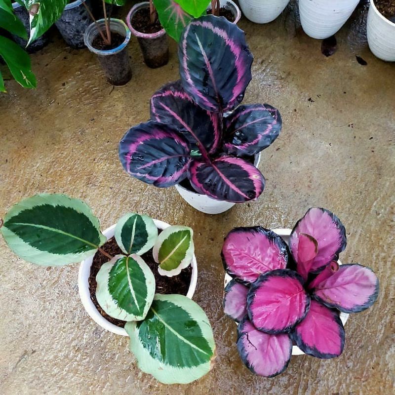 Tanaman,Calatea,cantik,calatea,princess,jesyy,calatea,crimsom,calatea,angela