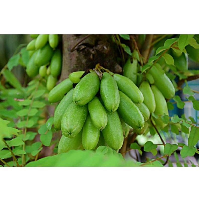 

Belimbing Wuluh Segar 1 Kg