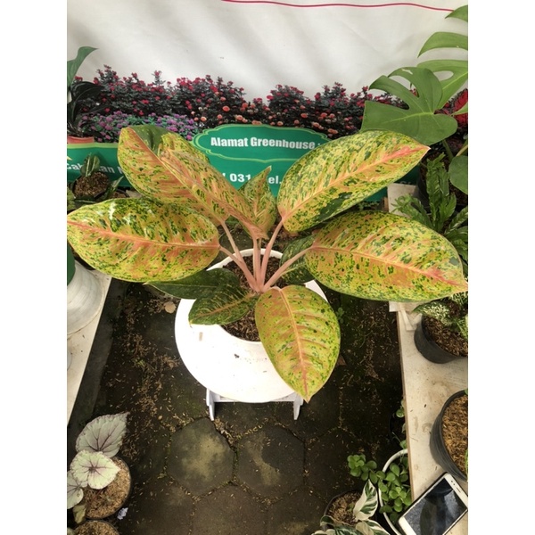 aglaonema big roy size jumbo