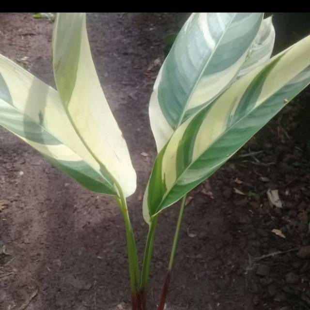 Tanaman hias pisang heliconia varigata/pisang pisangan varigata