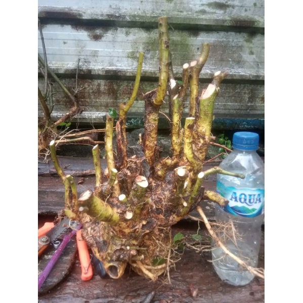 SERUT BAHAN BONSAI (DONGKELAN) JUMBO MODEL BROKOLI BERAT 500GRAM-1KG.REAL