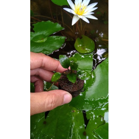 TanamanAquascapeAnubias