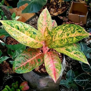 Tanaman hias aglonema bigroy pot - aglonema bigroy incidule pot