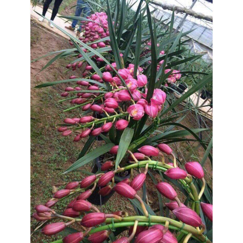 Anggrek Cymbidium dark red f1