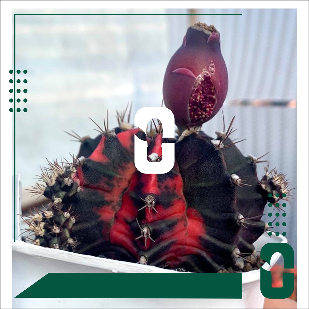 Benih | biji |seed| kaktus| gymnocalycium|Black Pearl x Black Pearl