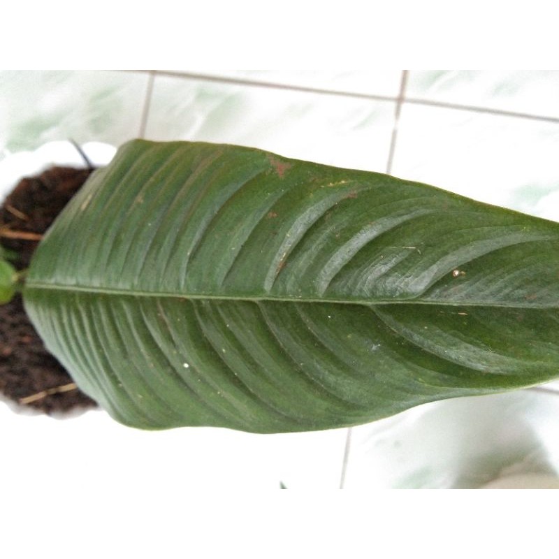 Tanaman Hias Philodendron Lynette/Tanaman Hias Linet