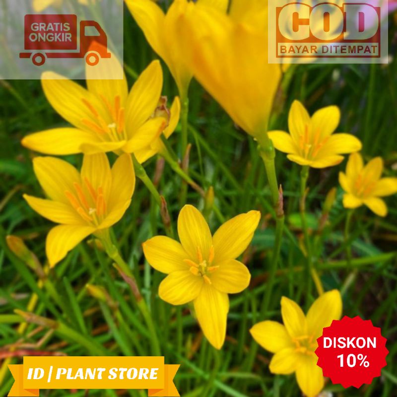 Tanaman hias rain lily hujan kuning-lily bunga kuning-tanaman hidup murah