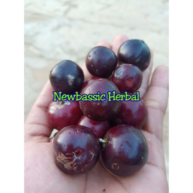 

buah luba lubi segar