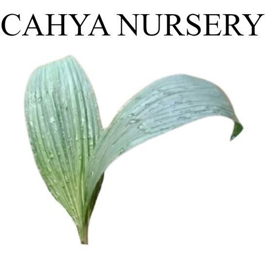 

Promo Bahan bungkus bakcang/ bacang daun marasi jumbo