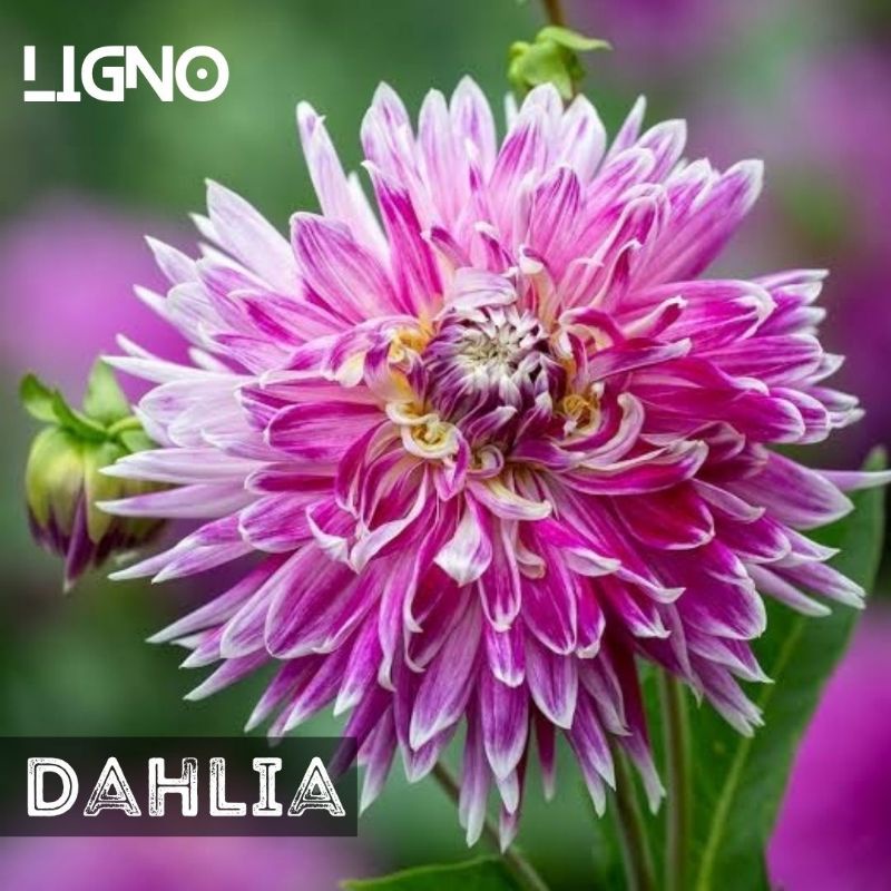 Benih DAHLIA YILDIZ Biji Bunga