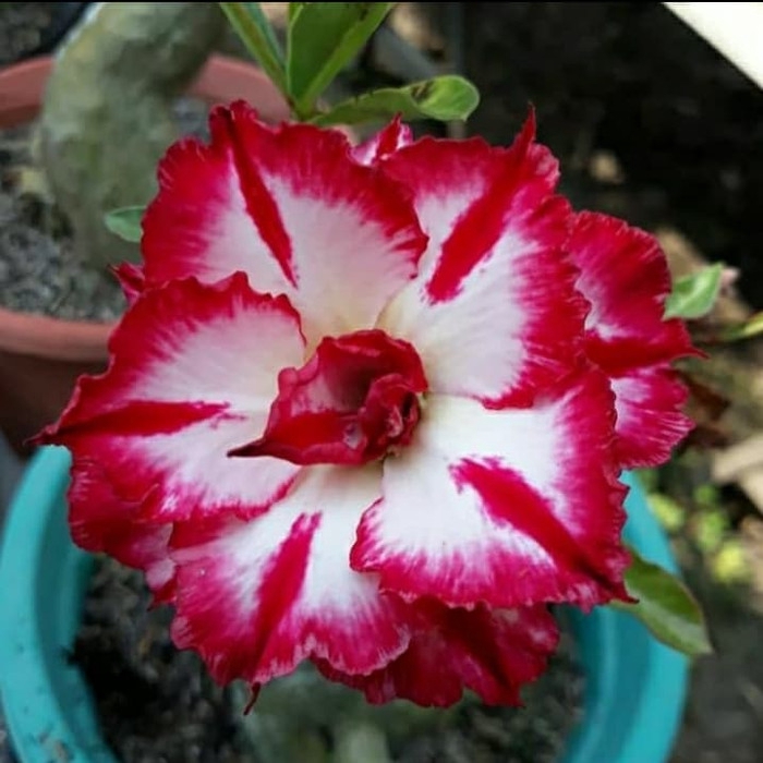 Bibit bunga kamboja adenium PMK