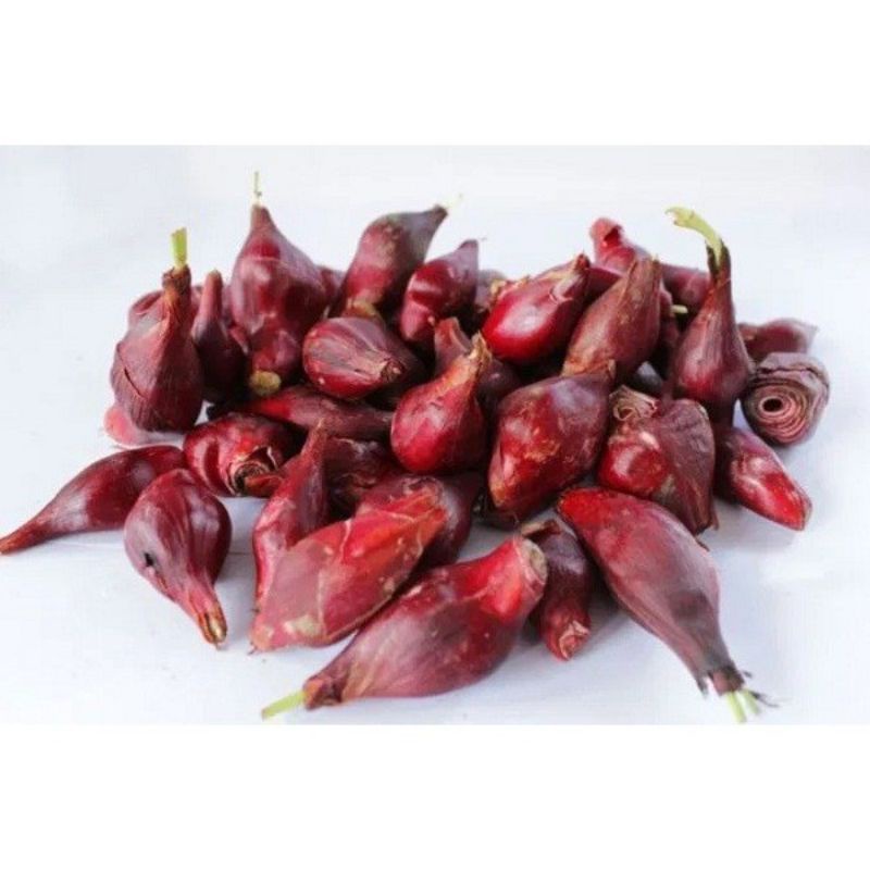 

Bawang dayak segar tanpa daun fresh 500g - 1kg packing kardus