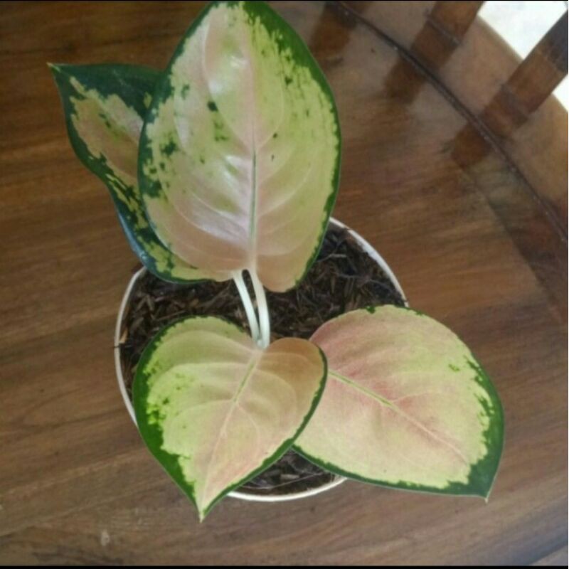 Tanaman Hias Bibit Aglonema Sultan Brunei / Sultan Brunei