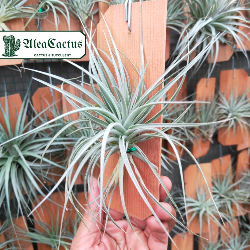 tillandsia houston / tanaman udara