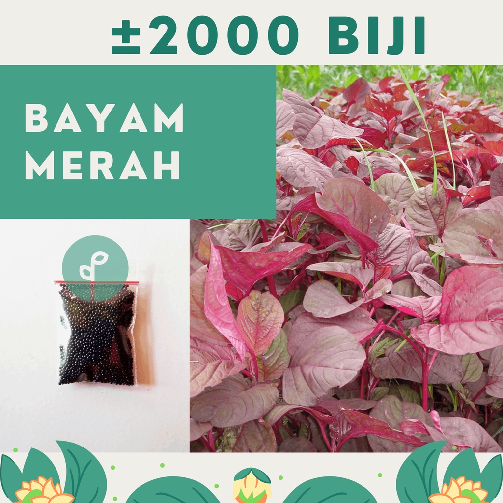 Bibit Sayuran Benih Sayur Paket Lengkap Hidroponik Kangkung Bayam Cabe Sawi Selada Terong Tomat dll-BAYAM MERAH