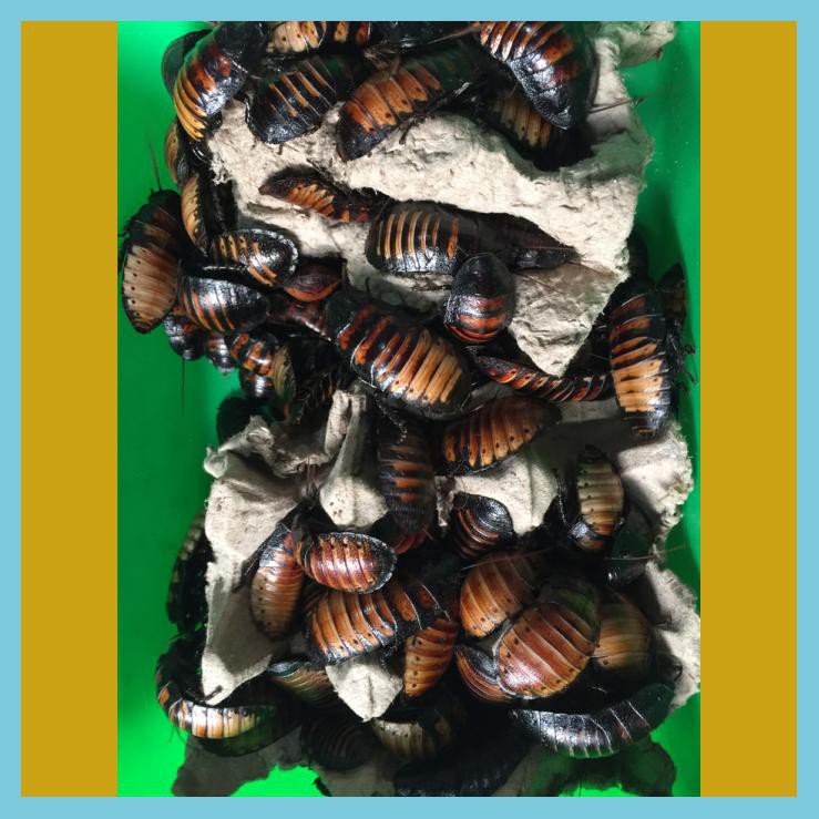 KECOA MADAGASKAR INDUKAN(SEPASANG 2EKOR)