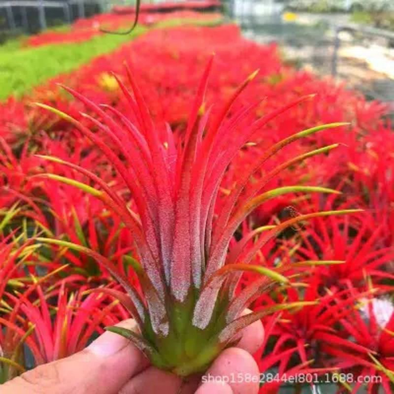 BIJI BENIH TANAMAN UNIK AIR PLANT TILLANDSIA AERANTHOS/PINEAPPLE. IMPORT