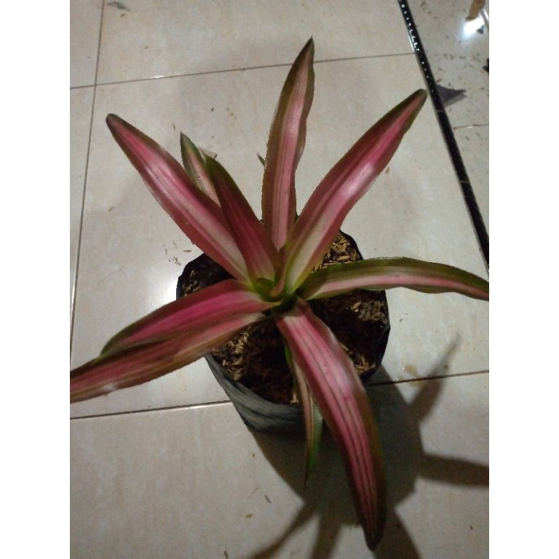 

bromolia tricilolor
