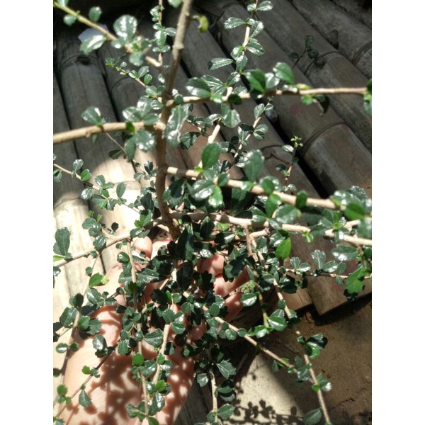 Bibit Hokianti Mikro (hokianti buah) bahan bonsai hokianti mikro