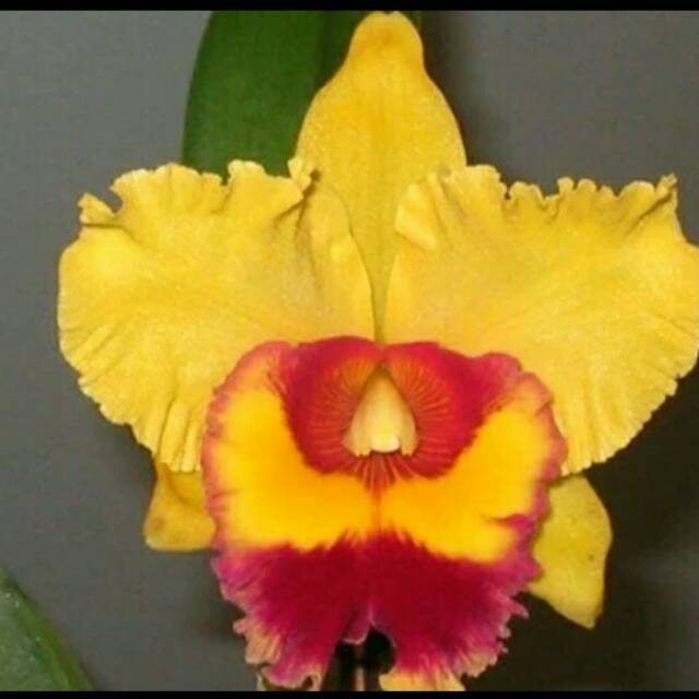 Anggrek catleya chunyeah dewasa siap berbunga