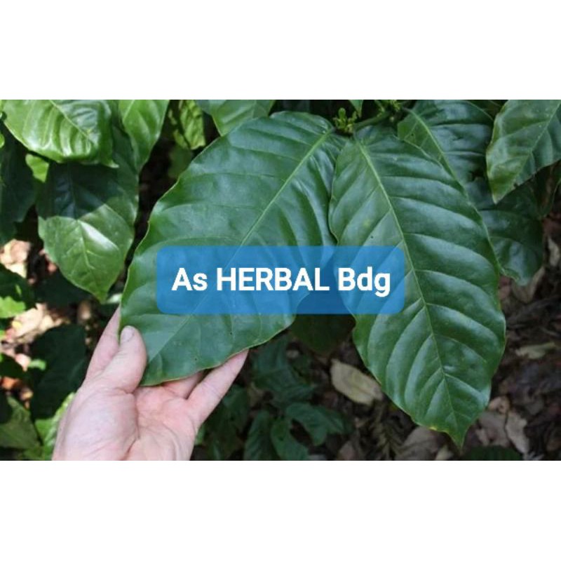 

Daun Kopi Segar 250 Gram / daun buah kopi-az