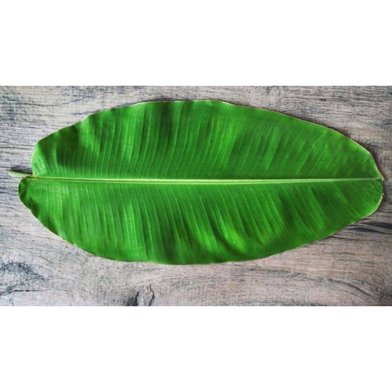 

Daun Pisang Kluthuk Premium Organik