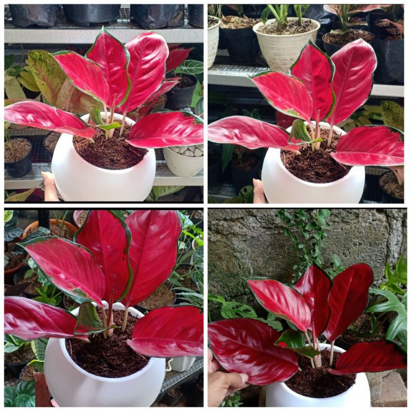 Aglonema Suksom Jaipong- RED Aglonema Cantik